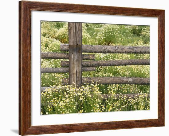 Wild Chamomile Growing around Log Fence-Adam Jones-Framed Photographic Print