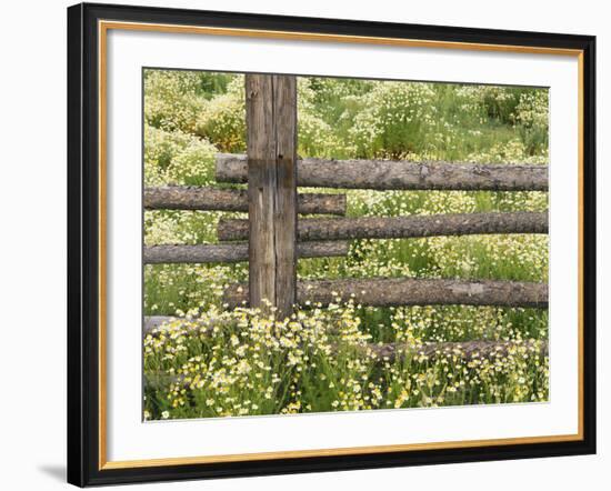 Wild Chamomile Growing around Log Fence-Adam Jones-Framed Photographic Print