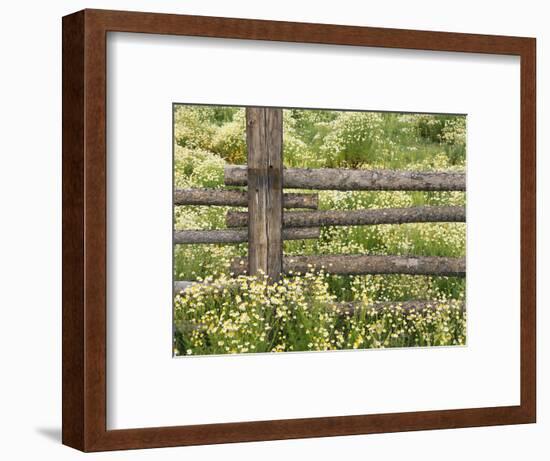 Wild Chamomile Growing around Log Fence-Adam Jones-Framed Photographic Print