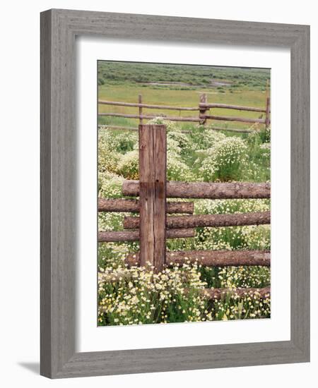 Wild Chamomile, Gunnison National Forest, Colorado, USA-Adam Jones-Framed Photographic Print