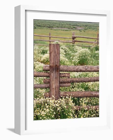 Wild Chamomile, Gunnison National Forest, Colorado, USA-Adam Jones-Framed Photographic Print