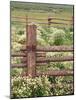 Wild Chamomile, Gunnison National Forest, Colorado, USA-Adam Jones-Mounted Photographic Print