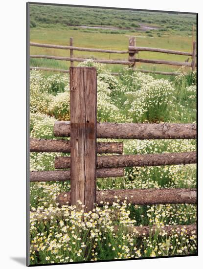 Wild Chamomile, Gunnison National Forest, Colorado, USA-Adam Jones-Mounted Photographic Print