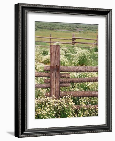 Wild Chamomile, Gunnison National Forest, Colorado, USA-Adam Jones-Framed Photographic Print