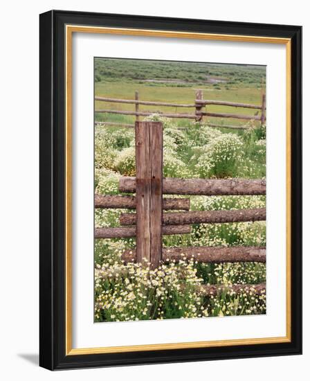 Wild Chamomile, Gunnison National Forest, Colorado, USA-Adam Jones-Framed Photographic Print