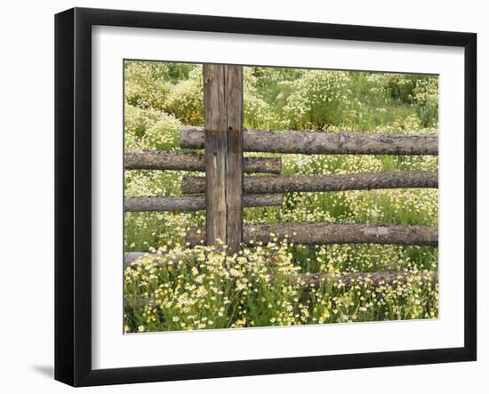 Wild Chamomile-Adam Jones-Framed Photographic Print