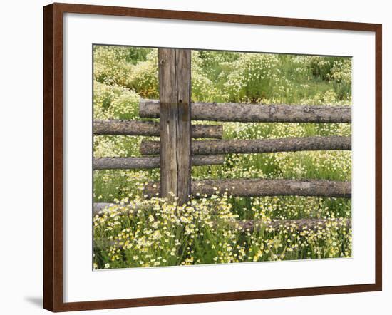 Wild Chamomile-Adam Jones-Framed Photographic Print