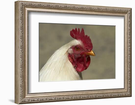 Wild Chicken, Port Chalmers, Dunedin, South Island, New Zealand-David Wall-Framed Photographic Print