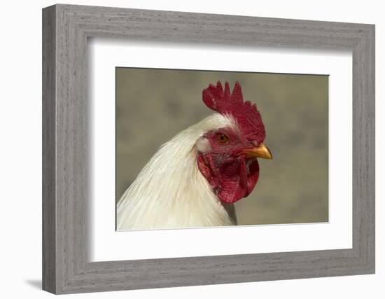 Wild Chicken, Port Chalmers, Dunedin, South Island, New Zealand-David Wall-Framed Photographic Print