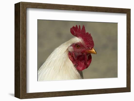 Wild Chicken, Port Chalmers, Dunedin, South Island, New Zealand-David Wall-Framed Photographic Print