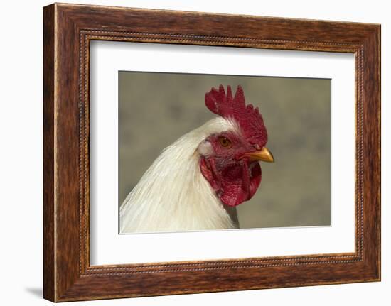 Wild Chicken, Port Chalmers, Dunedin, South Island, New Zealand-David Wall-Framed Photographic Print