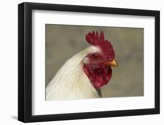 Wild Chicken, Port Chalmers, Dunedin, South Island, New Zealand-David Wall-Framed Photographic Print