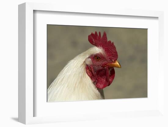 Wild Chicken, Port Chalmers, Dunedin, South Island, New Zealand-David Wall-Framed Photographic Print