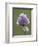 Wild Chives (Allium Schoenoprasum), Glacier National Park, Montana, USA-James Hager-Framed Photographic Print