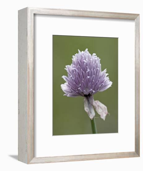 Wild Chives (Allium Schoenoprasum), Glacier National Park, Montana, USA-James Hager-Framed Photographic Print