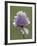 Wild Chives (Allium Schoenoprasum), Glacier National Park, Montana, USA-James Hager-Framed Photographic Print