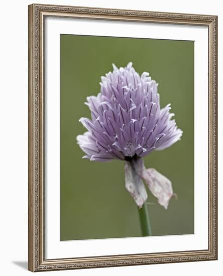 Wild Chives (Allium Schoenoprasum), Glacier National Park, Montana, USA-James Hager-Framed Photographic Print