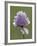 Wild Chives (Allium Schoenoprasum), Glacier National Park, Montana, USA-James Hager-Framed Photographic Print