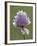 Wild Chives (Allium Schoenoprasum), Glacier National Park, Montana, USA-James Hager-Framed Photographic Print