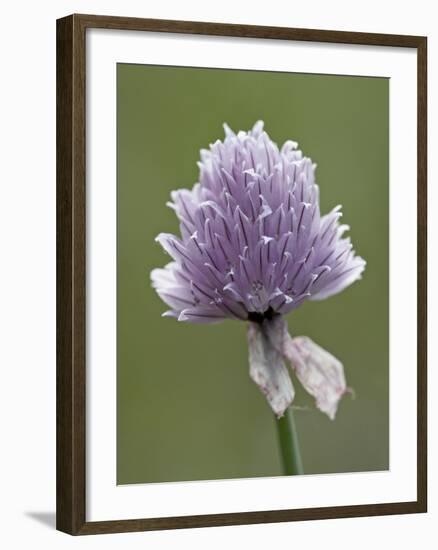 Wild Chives (Allium Schoenoprasum), Glacier National Park, Montana, USA-James Hager-Framed Photographic Print