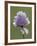 Wild Chives (Allium Schoenoprasum), Glacier National Park, Montana, USA-James Hager-Framed Photographic Print