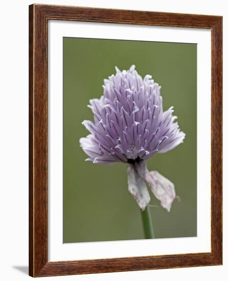 Wild Chives (Allium Schoenoprasum), Glacier National Park, Montana, USA-James Hager-Framed Photographic Print