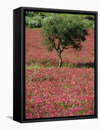 Wild Clover Flowers in an Olive Grove at Misilmeri, on the Island of Sicily, Italy, Europe-Newton Michael-Framed Premier Image Canvas