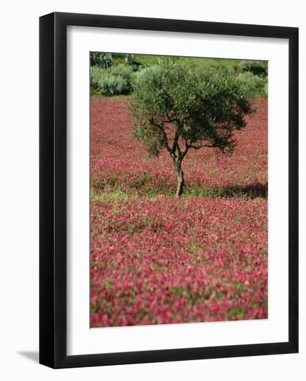 Wild Clover Flowers in an Olive Grove at Misilmeri, on the Island of Sicily, Italy, Europe-Newton Michael-Framed Photographic Print