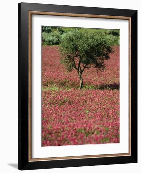 Wild Clover Flowers in an Olive Grove at Misilmeri, on the Island of Sicily, Italy, Europe-Newton Michael-Framed Photographic Print