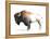 Wild Colorful Bison Dark Brown-Avery Tillmon-Framed Stretched Canvas