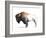 Wild Colorful Bison Dark Brown-Avery Tillmon-Framed Art Print