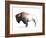 Wild Colorful Bison Dark Brown-Avery Tillmon-Framed Art Print