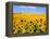 Wild Colors of Sunflowers, Jamestown, North Dakota, USA-Bill Bachmann-Framed Premier Image Canvas