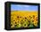 Wild Colors of Sunflowers, Jamestown, North Dakota, USA-Bill Bachmann-Framed Premier Image Canvas