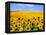 Wild Colors of Sunflowers, Jamestown, North Dakota, USA-Bill Bachmann-Framed Premier Image Canvas