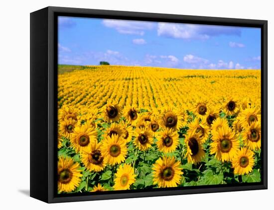 Wild Colors of Sunflowers, Jamestown, North Dakota, USA-Bill Bachmann-Framed Premier Image Canvas