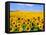 Wild Colors of Sunflowers, Jamestown, North Dakota, USA-Bill Bachmann-Framed Premier Image Canvas