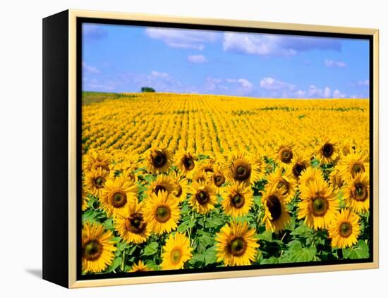 Wild Colors of Sunflowers, Jamestown, North Dakota, USA-Bill Bachmann-Framed Premier Image Canvas