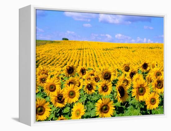 Wild Colors of Sunflowers, Jamestown, North Dakota, USA-Bill Bachmann-Framed Premier Image Canvas