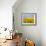 Wild Colors of Sunflowers, Jamestown, North Dakota, USA-Bill Bachmann-Framed Photographic Print displayed on a wall