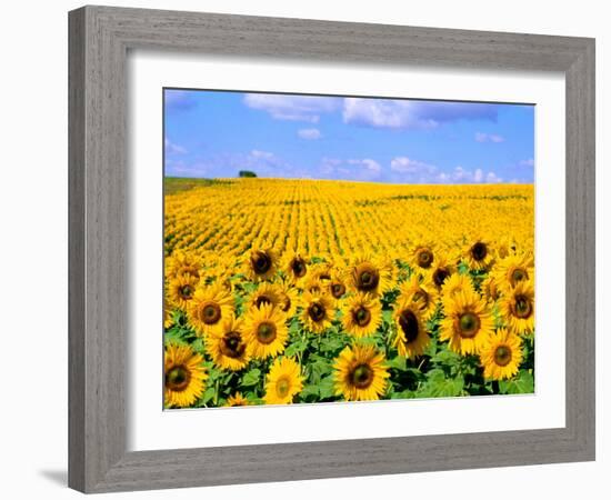 Wild Colors of Sunflowers, Jamestown, North Dakota, USA-Bill Bachmann-Framed Photographic Print