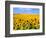 Wild Colors of Sunflowers, Jamestown, North Dakota, USA-Bill Bachmann-Framed Photographic Print