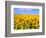 Wild Colors of Sunflowers, Jamestown, North Dakota, USA-Bill Bachmann-Framed Photographic Print