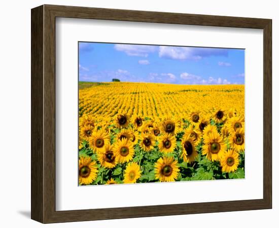 Wild Colors of Sunflowers, Jamestown, North Dakota, USA-Bill Bachmann-Framed Photographic Print