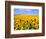 Wild Colors of Sunflowers, Jamestown, North Dakota, USA-Bill Bachmann-Framed Photographic Print