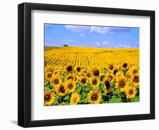 Wild Colors of Sunflowers, Jamestown, North Dakota, USA-Bill Bachmann-Framed Photographic Print