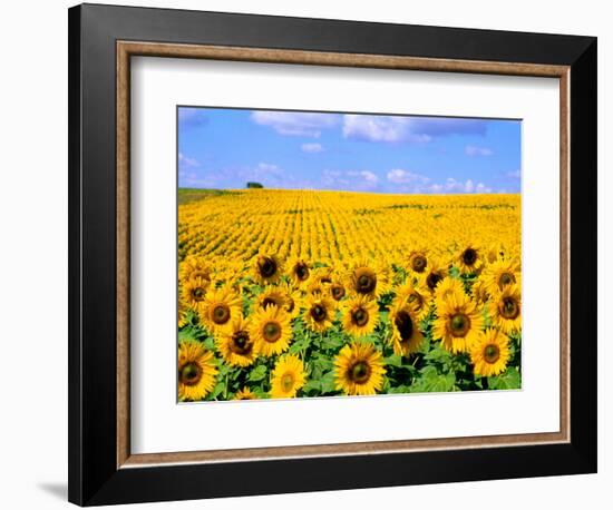 Wild Colors of Sunflowers, Jamestown, North Dakota, USA-Bill Bachmann-Framed Photographic Print