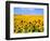 Wild Colors of Sunflowers, Jamestown, North Dakota, USA-Bill Bachmann-Framed Photographic Print