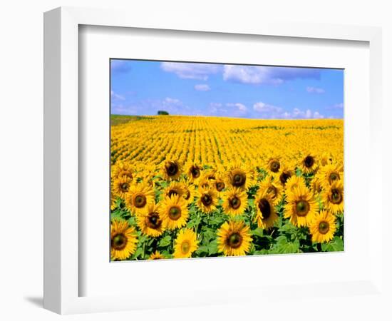 Wild Colors of Sunflowers, Jamestown, North Dakota, USA-Bill Bachmann-Framed Photographic Print