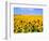 Wild Colors of Sunflowers, Jamestown, North Dakota, USA-Bill Bachmann-Framed Photographic Print